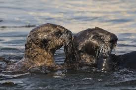 The 13 Largest Oil Spills In History Oil Spill Otters Sea Otter