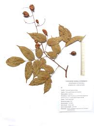 Image result for Dialium