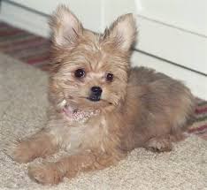 In monroe, ga on petfinder. Chorkie Dog Breed Information And Pictures