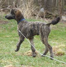 Brindle Poodle Barney Poodle Puppy Poodle Dog Poodle