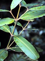 Image result for Calophyllum