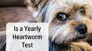 Can you buy flea medicine over the counter? Why Your Dog Does Not Need A Heartworm Test Every Year Pethelpful