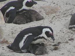 The african penguin (spheniscus demersus) lives on the southern coast of africa. African Penguin Wikiwand