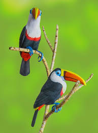 Bird With Colorful Beak Colorful Toucan Animals Animals Beautiful Pet Birds
