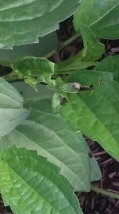 At the center of these petals is a dark, brownish tube. Black Eyed Susan Problem 404932 Ask Extension