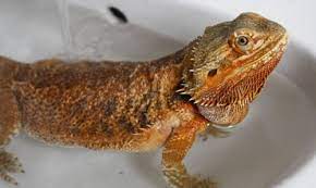You could fill a sink or large tupperware container, but many prefer to use a bathtub. How To Make A Bearded Dragon Bath A Total Success 2021