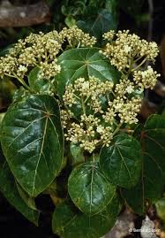 Image result for Hernandiaceae