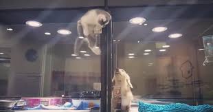 A wide variety of pet cat kitten toys options are available to you, such as material, feature, and toys type. Kitten Escapes Pet Store Display To Meet Its Lonely Dog Friend Bored Panda