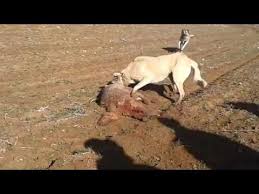 2 Kangal Kurdu Boguyor Youtube