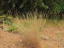 Image result for Hyperthelia dissoluta