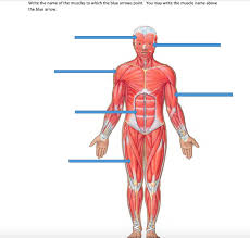 85 vista del mar dr. Write The Name Of The Muscles To Which The Blue Chegg Com