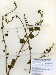 Image result for Rhynchosia nyasica