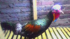 Suara Ayam Hutan Hijau Mantap Surantap Youtube