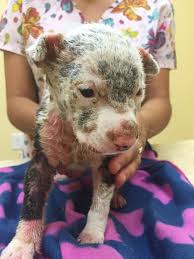 Update 2 Pound Puppy Found Walking Down The Street Continues To Be Real Pound Puppies Puppies Pregnant Dog