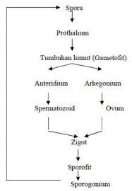 Metagenesis tumbuhan lumut sedikit berbeda dengan metagenesis tumbuhan paku. Buat Skema Siklus Hidup Tumbuhan Lumut Brainly Co Id