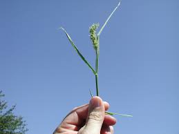 Image result for Cenchrus incertus