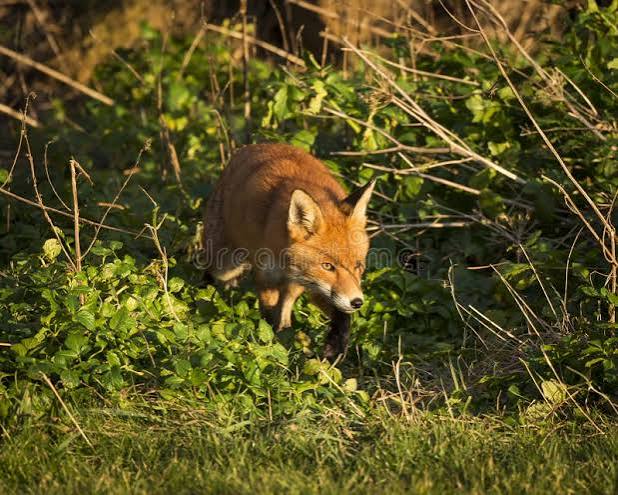 368 British Fox Hunting Stock Photos - Free & Royalty-Free Stock Photos from Dreamstime