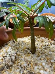 Image result for Erythrophysa