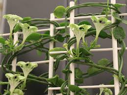 This plant with capacity of 24000 tons of coconut oil per annum began commercial operation in may. Ceropegia Sandersonii En