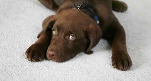 What are the products to deworm? Puppy Worms Symptoms And How To Get Rid Of Worms In Puppies
