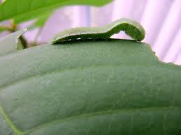 Black And Yellow Striped Caterpillar With White Hair Sleepy Orange Butterfly Caterpillar They Are Small Plain Green Caterpillars With White Side Stripes This One Is Eating Orange Butterfly Butterfly Side Stripe