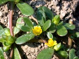 Image result for Portulaca centrali-africana