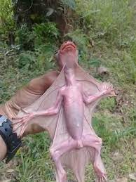 The sunda flying lemur (galeopterus variegatus), also known as the malayan flying lemur or malayan colugo, is a species of colugo. Baby Colugo Wild Animals Pictures Weird Creatures Weird Animals