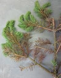 If you have any other variety beyond this one you will have to protect it in the winter and take extra steps to prevent pests and diseases by maintaining an environment with temperatures around 15 degrees celsius. Spruce Problems