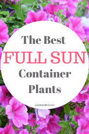Whether it's a vibrant, intense and bright colorful look you want or a more curated color theme that you are going for with. Container Plants For Full Sun Full Sun Container Plants Container Plants Container Gardening Flowers