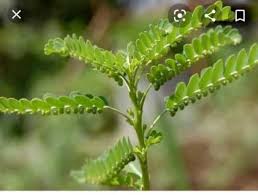 Image result for Phyllanthus odontadenius