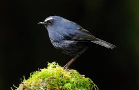 Image result for Brachycorythis velutina