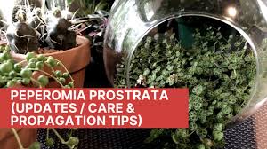 We did not find results for: Peperomia Prostrata Updates Care Propagation Tips Youtube