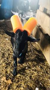 Naughty Goat Gets The Noodles Funny Animals Goats Cute Animals