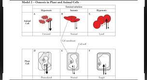 Osmosis plant and animal cell. Model 2 Osmosis In Plant And Animal Cells External Chegg Com