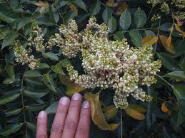 Image result for Ateleia herbert-smithii