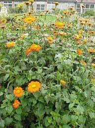 Image result for Tithonia rotundifolia