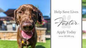 Trixie is a chocolate labrador retriever and american bulldog mixed rescue dog for adoption in marseilles, illinois. Midwest Labrador Retriever Rescue Home Facebook