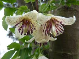 Image result for Clematis costata