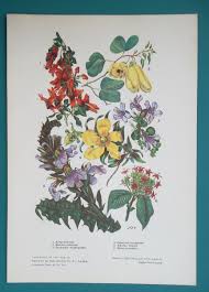 Image result for Dyschoriste thunbergiiflora