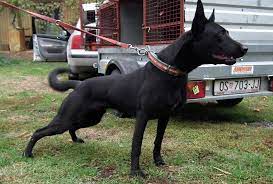 It should be very short on the head, ears and lower legs. Black Belgian Malinois Not As Common As The Other Colors I Flickr