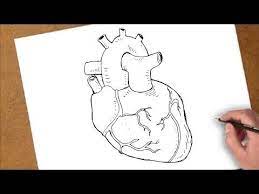 كيفية رسم قلب حقيقي youtube art humanoid sketch