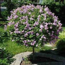 Learn how to grow it. Miss Kim Lilac Trees For Sale Brighterblooms Com