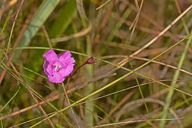 Image result for Platylepis glandulosa