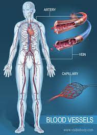 Once blood is oxygenated in the lungs, it returns to the heart and is then pumped throughout the body. Blood Vessels Circulatory Anatomy
