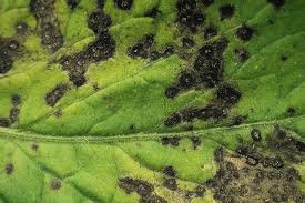 The spots are in fact dead leaf tissue caused by the fungus which spreads the disease. How To Deal With Leaf Septoria Yellow Leaf Spot On Cannabis Plants Rqs Blog