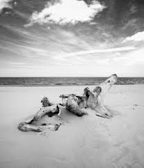 Image result for Delta 100