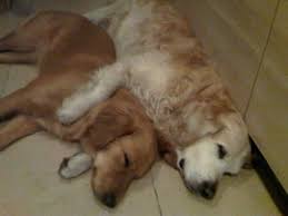 golden retriever ile birlikte yasamak ertugrul bul sigortaciligin yeni yuzu