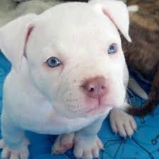 Blue Nose Pitbull Puppies With Blue Eyes Google Search White Pitbull Puppies Puppies With Blue Eyes Pitbull Puppies