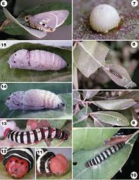 Image result for Caucanthus auriculatus