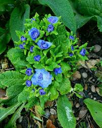 Love The Bright Blue Of This Primula Repost With Reposap Reposap Blaue Blumen Blumen Blau